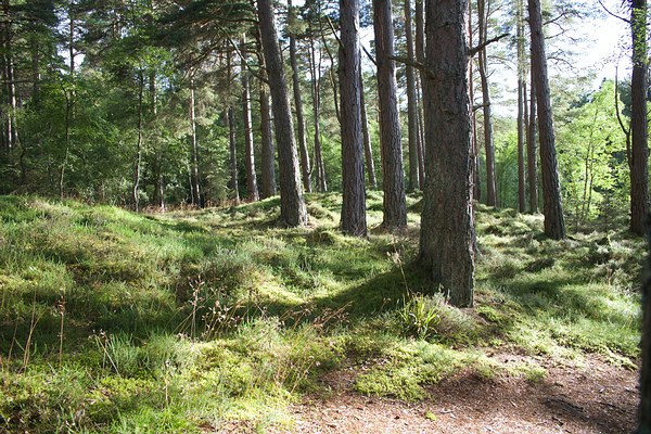 Blackwood Forest, Hampshire